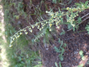 Artemisia franserioides